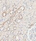 MUC20 Antibody (C-term)